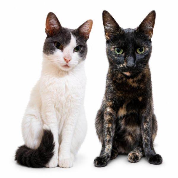 Gatos